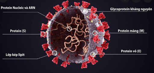 Các loại vaccine covid-19